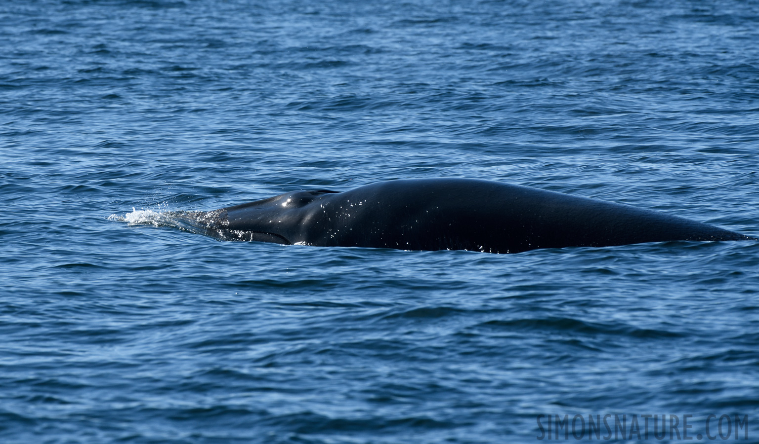 Balaenoptera acutorostrata [400 mm, 1/800 sec at f / 11, ISO 400]